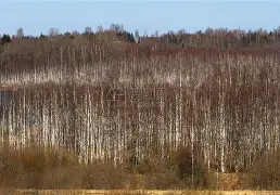 北方墨狱打出完美进攻，轻松获胜的简单介绍